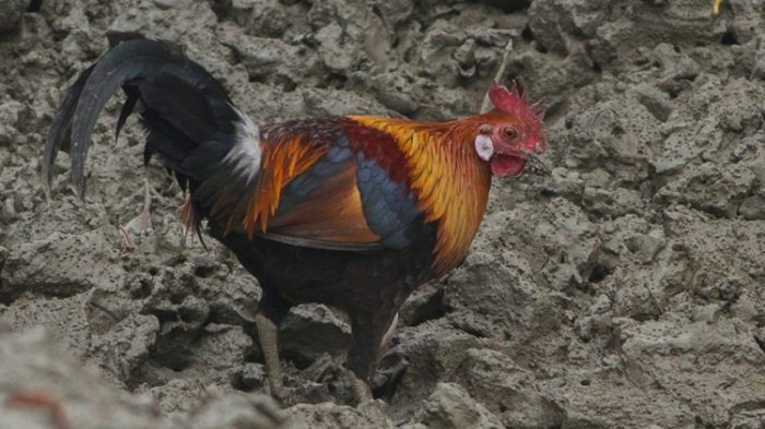 Ternak Ayam Hutan Mudah dan Menguntungkan - rekreartive Ternak Ayam Hutan Mudah dan Menguntungkan - rekreartive