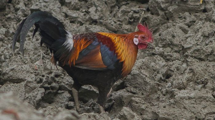Pergerakan ayam hutan ini sangat cepat tak butuh waktu lama untuk ... Budidaya ayam di Hutan, Lampung Barat