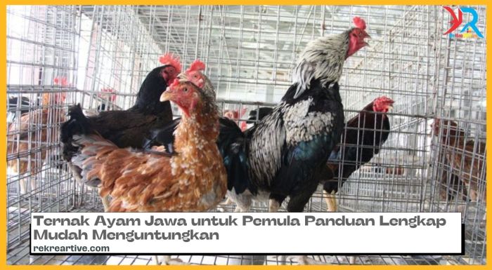 Panduan Cara Ternak Ayam Broiler Pedaging Menguntungkan untuk Pemula ... Budidaya ternak ayam di Banjarharjo, Brebes