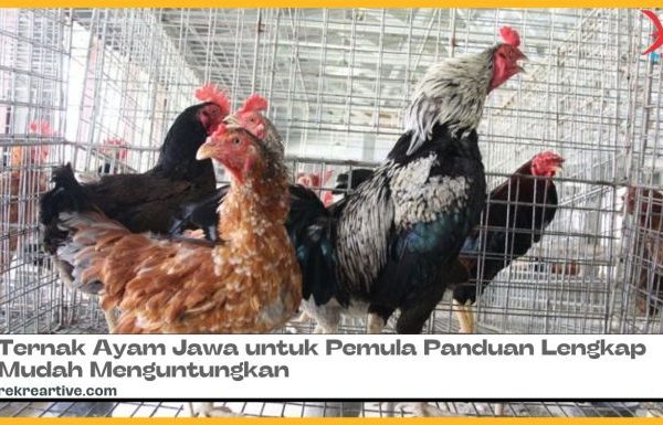 Ayam ternak di Asam Jujuhan, Kabupaten Dharmasraya