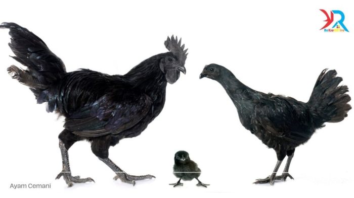 Ayam Cemani Menjadi Salah Satu Bentuk Usaha Ternak Ayam Ayam ternak di Cihaurbeuti, Ciamis