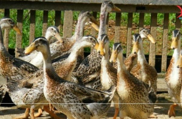 Hewan Ternak , Sapi, Kambing, Domba, Ayam , Bebek, Kerbau - YouTube