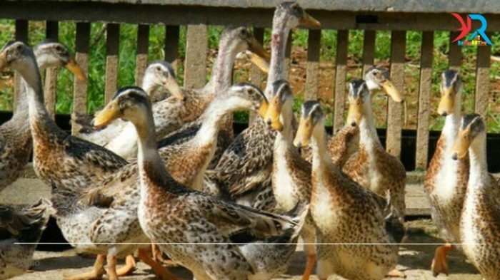 Ternak Ayam Kampung di Meraksa Aji, Tulang Bawang