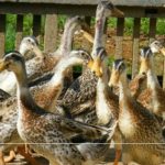 Ternak ayam petelur di Numfor Barat, Kab. Biak Numfor