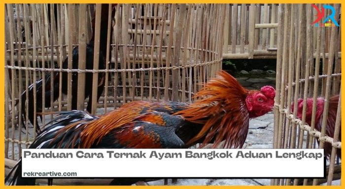 Ayam Ternak di Sinunukan, Mandailing Natal