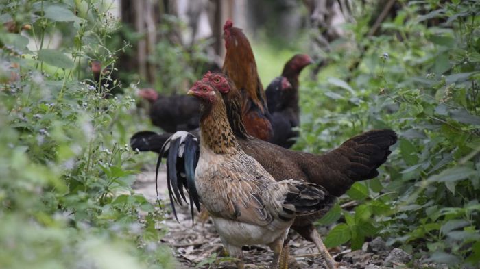 Ternak Ayam Kampung di Karang Baru, Aceh Tamiang