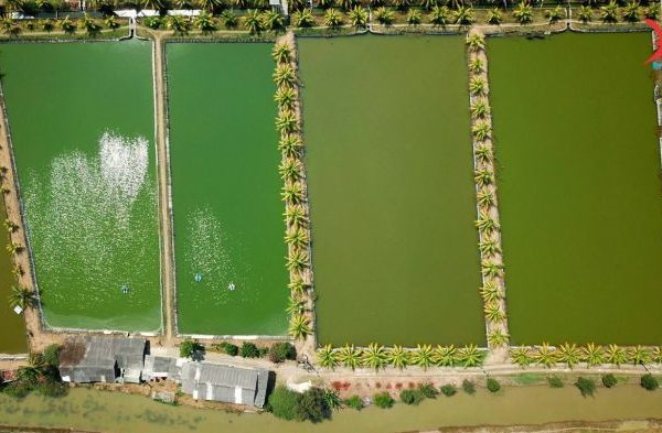 Cara Budidaya Ternak Gabus Mudah Dan Cepat Untung - rekreartive