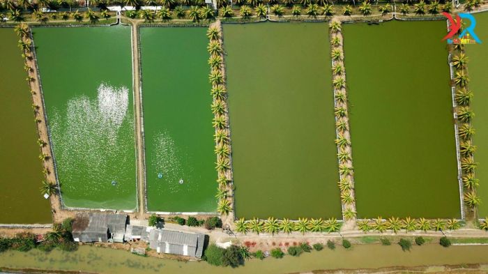 Cara Budidaya Ternak Gabus Mudah Dan Cepat Untung - rekreartive