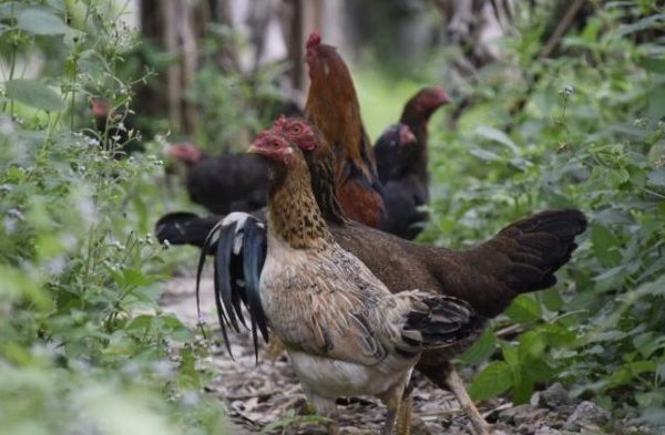 Ayam ternak di Kudus, Kab. Kudus