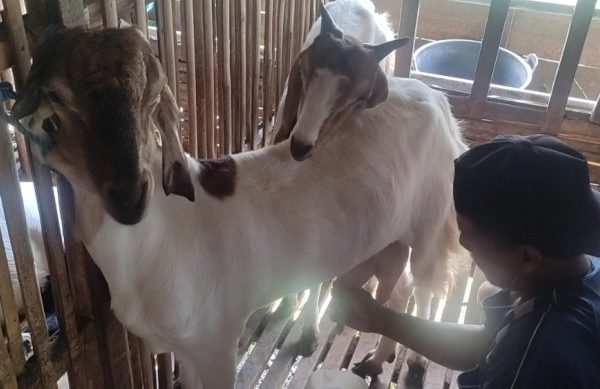 Susu kambing di Karawang Timur, Karawang