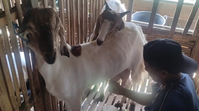 Susu kambing di Jogorogo, Ngawi