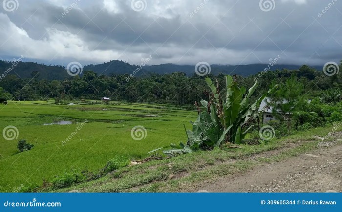 Daun penggemuk ayam di Baruppu, Toraja Utara