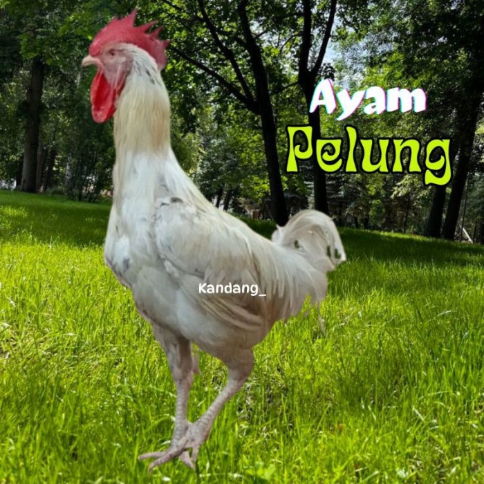 Banyak yang Belum Tahu, Ternyata Ayam Pelung Ada 7 Jenis Banyak yang Belum Tahu, Ternyata Ayam Pelung Ada 7 Jenis