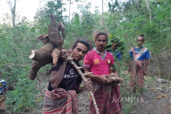 Daun penggemuk ayam di Kie, Timor Tengah Selatan