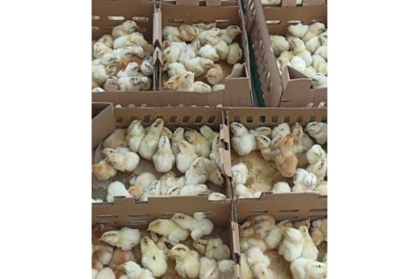 Fakta Menarik Tentang Ayam Elba Si Ayam Petelur Super - HOBI TERNAK