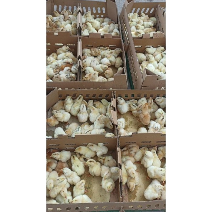 Jual Doc Elba ayam kampung petelur unggul | Shopee Indonesia Jual Doc Elba ayam kampung petelur unggul | Shopee Indonesia