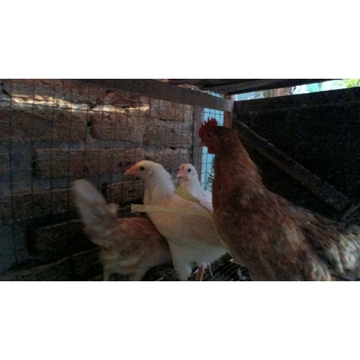 Jual Doc Elba ayam kampung petelur unggul | Shopee Indonesia Ayam elba kampung petelur super di Tegalsiwalan, Probolinggo