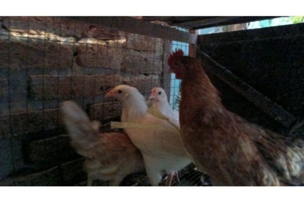 Ayam elba kampung petelur super di Berbak, Kabupaten Tanjung Jabung Timur