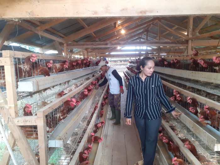 Daun penggemuk ayam di Gubume, Kab. Puncak Jaya