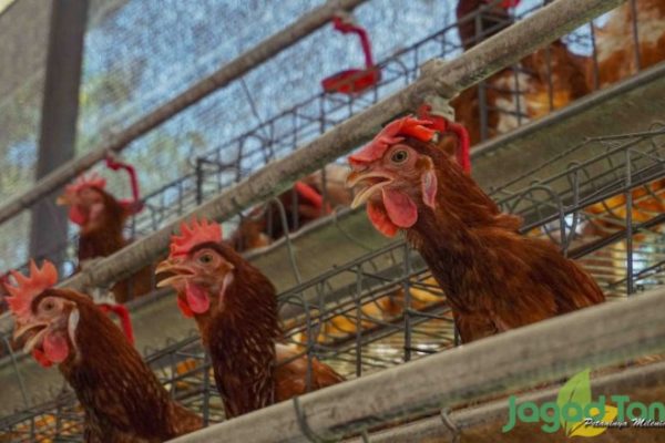 Ayam layer di Renah Mendaluh, Kabupaten Tanjung Jabung Barat