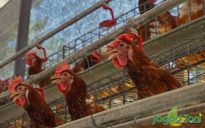 Bedanya Ayam Layer Dan Broiler - Jagad Tani - Petaninya Milenial Ayam layer di Nalo Tatan, Kabupaten Merangin