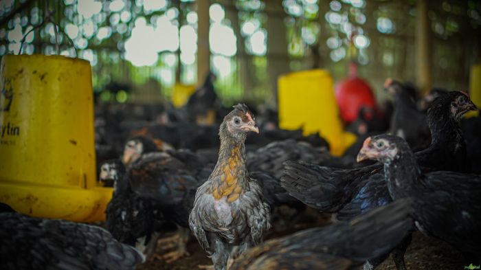 Cara Ternak Ayam Kampung | Berita Terkini