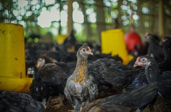 Budidaya ternak ayam di Bumijawa, Tegal