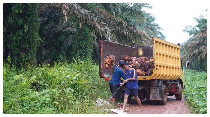 Danau Seluluk, Kabupaten Seruyan | SERUYAN FISHING CLUB Daun penggemuk ayam di Danau Seluluk, Seruyan