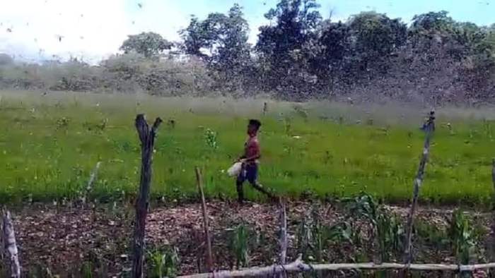 Daun penggemuk ayam di Katala Hamu Lingu, Sumba Timur