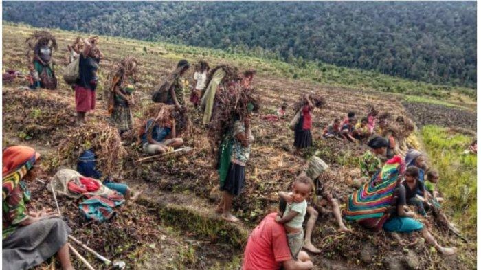 Mengenal Distrik Kuyawage di Lanny Jaya yang Sudah Terdampak Embun Beku ... Mengenal Distrik Kuyawage di Lanny Jaya yang Sudah Terdampak Embun Beku ...