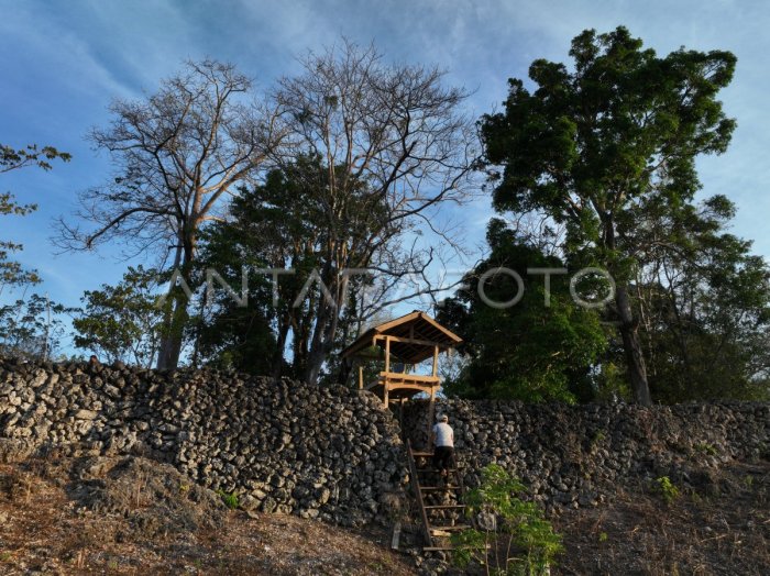 Benteng Bombonawulu di Buton Tengah | ANTARA Foto Daun penggemuk ayam di Lakudo, Buton Tengah