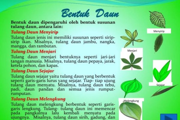 Daun penggemuk ayam di Asologaima, Kab. Jayawijaya