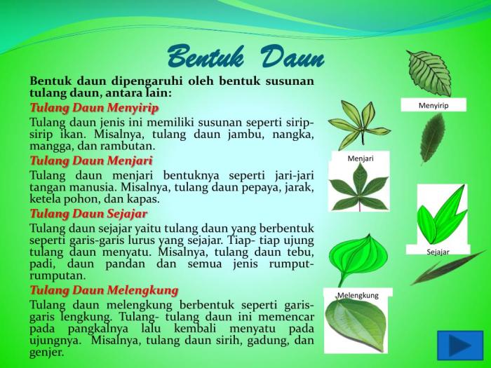 Pengertian Daun, Fungsi , Struktur Bagian, Jenis Daun dan Contoh Lengkap Daun penggemuk ayam di Usilimo, Kab. Jayawijaya