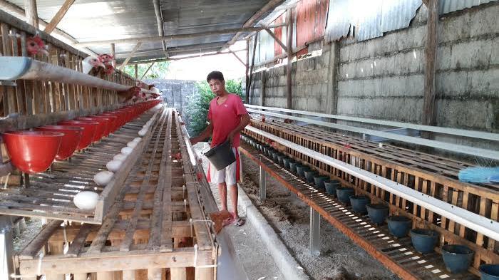 Ayam elba kampung petelur super di Gunung Tujuh, Kabupaten Kerinci