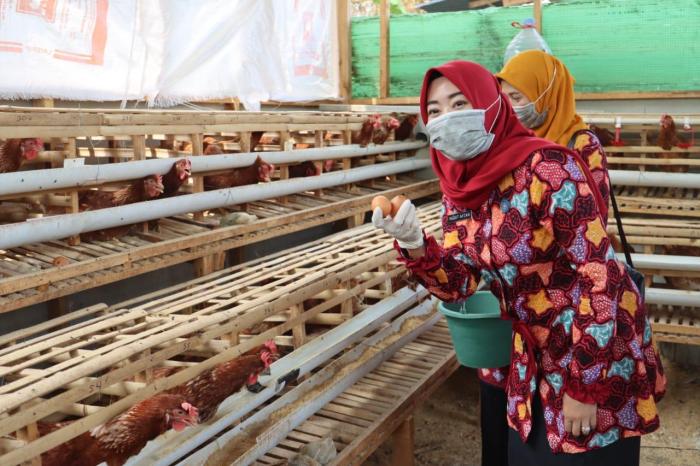 Ternak Ayam Petelur, Dinperpa Cetuskan PASS dengan Protein Hewani Ternak ayam petelur di Sabangau, Kota Palangka Raya