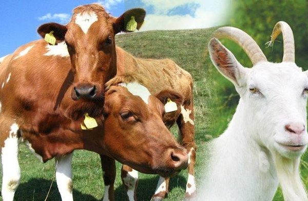 Daging kambing di Padangsidimpuan Batunadua, Kota Padang Sidempuan