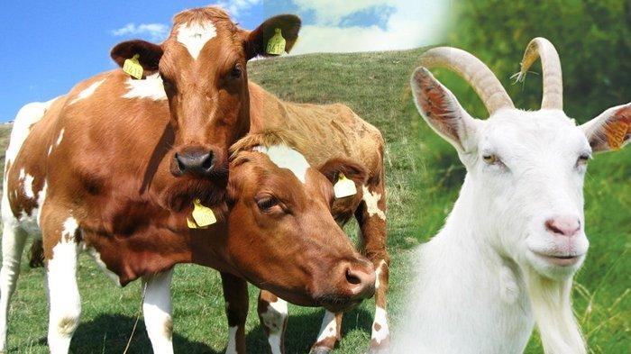 Daging kambing di Padangsidimpuan Batunadua, Kota Padang Sidempuan