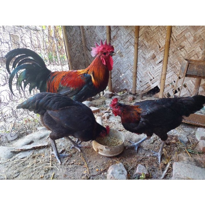 Ternak ayam petelur kota batu jawa timur Ayam petelur jantan di Bungus Teluk Kabung, Kota Padang