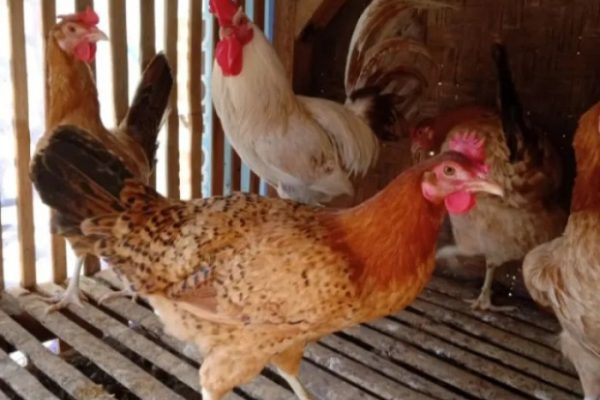 Jual Buku Ayam Elba Kampung Petelur Super | Shopee Indonesia