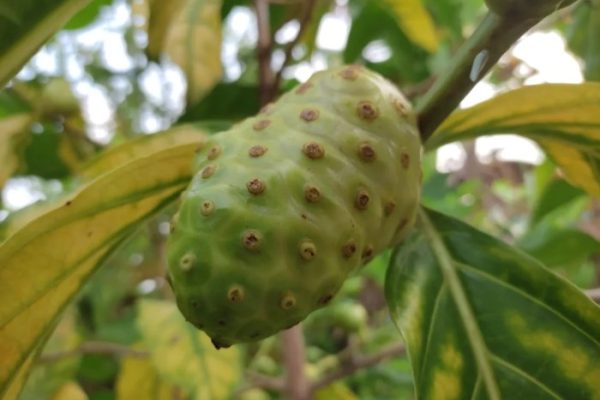 Daun penggemuk ayam di Moyo Hulu, Sumbawa