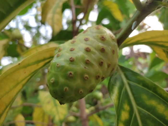 Daun penggemuk ayam di Moyo Hulu, Sumbawa