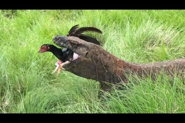 Daun penggemuk ayam di Biatan, Berau