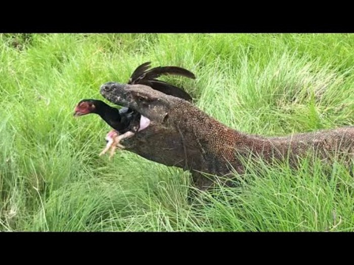 Daun penggemuk ayam di Biatan, Berau