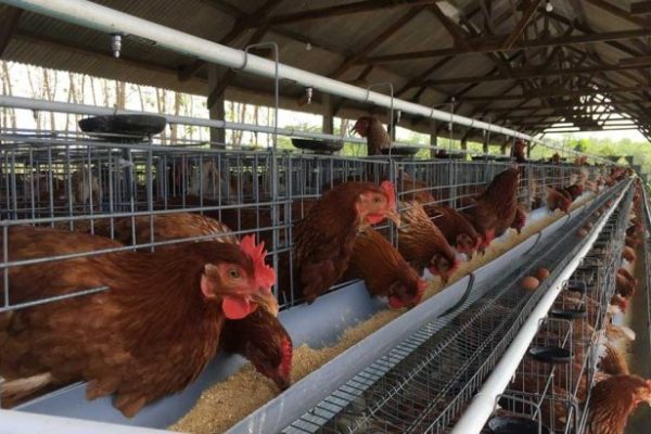 Peternakan ayam petelur terdekat di Berbah, Sleman