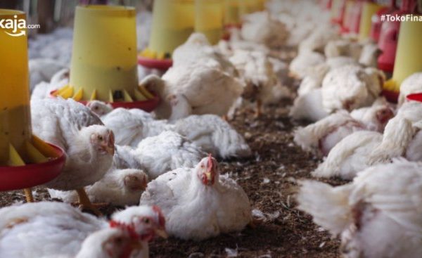 Budidaya ternak ayam di Moga, Pemalang