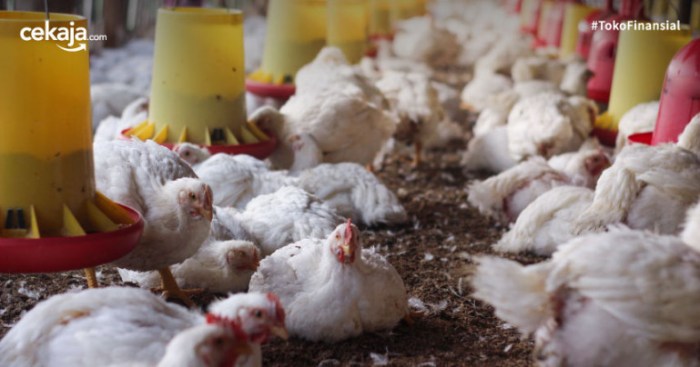 Cara Budidaya Hewan: Panduan Lengkap Untuk Pemula - Sairul Bahri Budidaya ternak ayam di Bantarkawung, Brebes