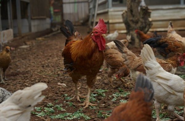 Budidaya ayam di Abung Timur, Lampung Utara