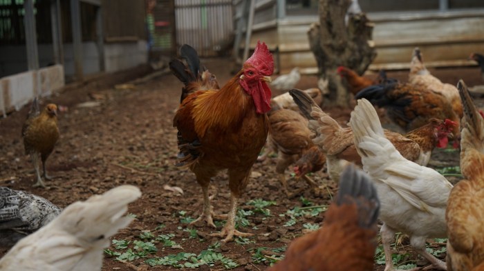 Budidaya ayam di Abung Timur, Lampung Utara