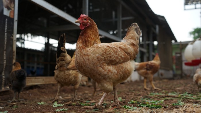 Budidaya ayam di Trimurjo, Lampung Tengah