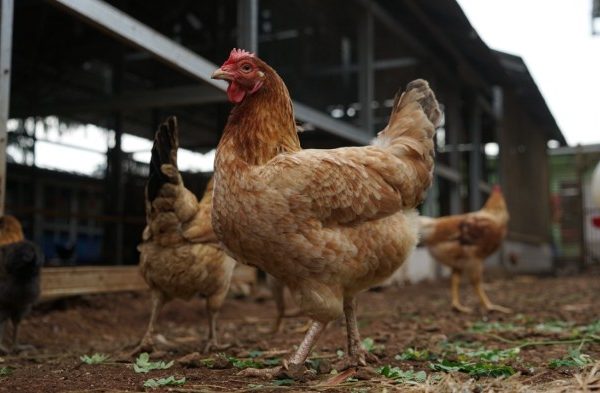 Meneropong Peluang Bisnis Ayam Kampung yang Menguntungkan - Trubus